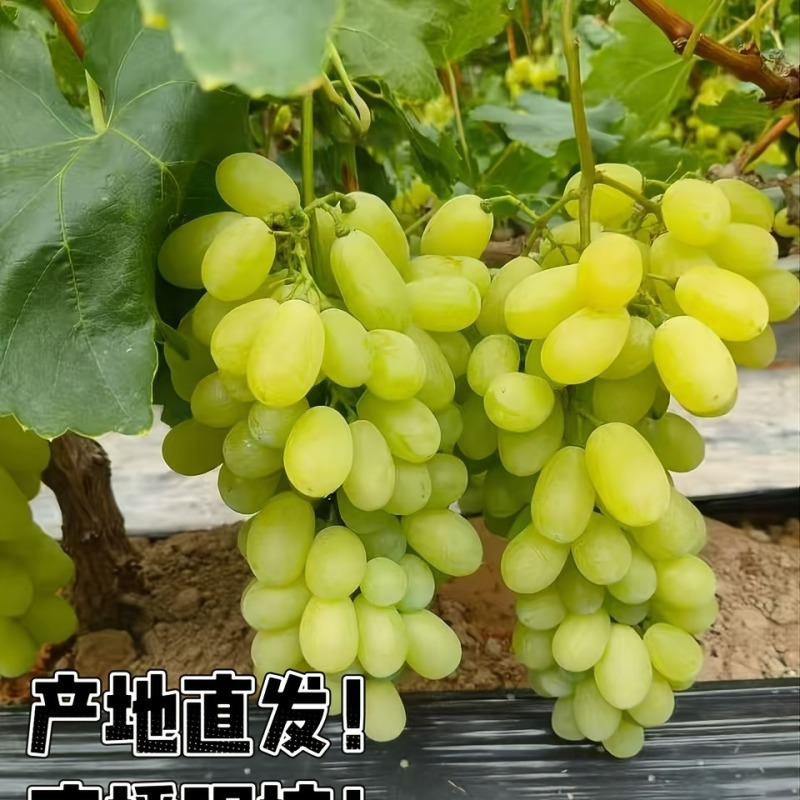 维多利亚青提葡萄