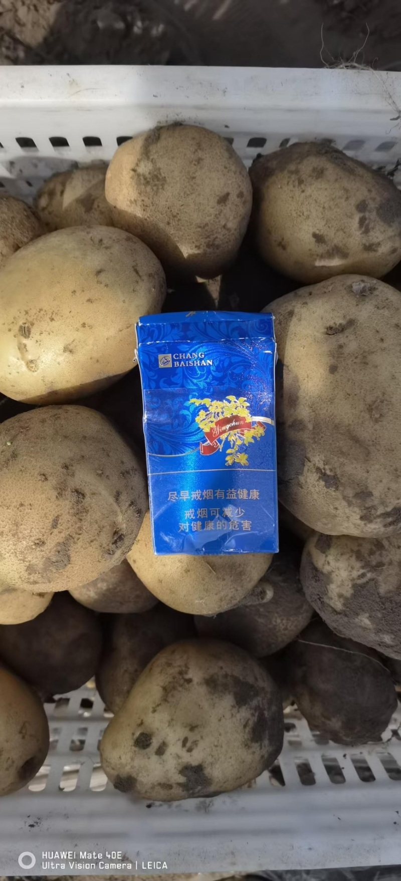东北沙土地土豆尤金885，实验一，沃土，