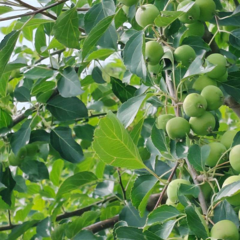 赤峰沙果青沙果