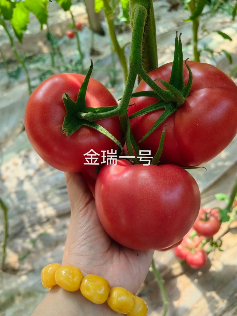 西红柿苗