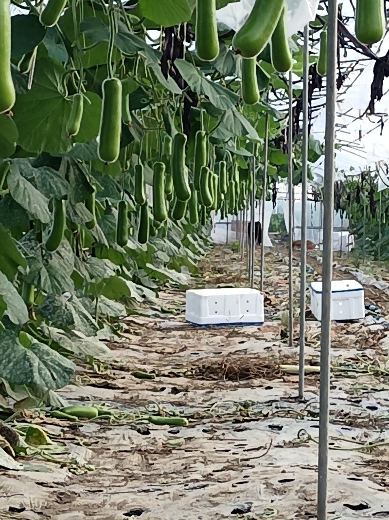 浙江嘉善8m*100米m蔬菜大棚整套转让，骨架完整