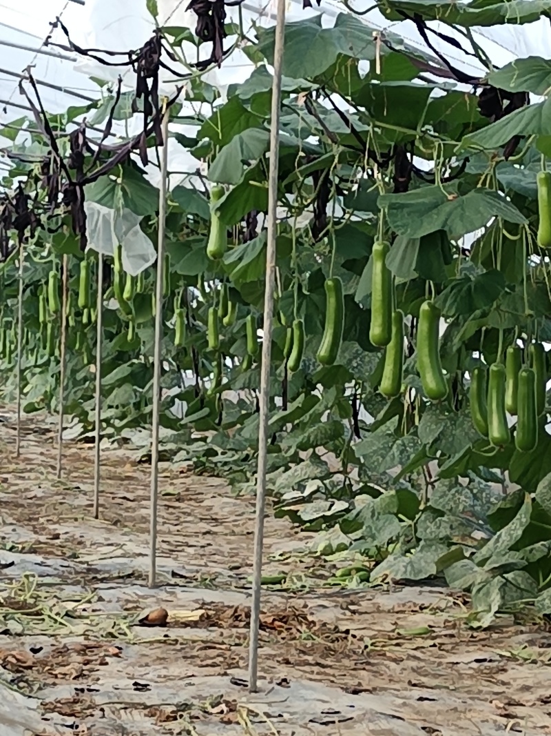 浙江嘉善8m*100米m蔬菜大棚整套转让，骨架完整