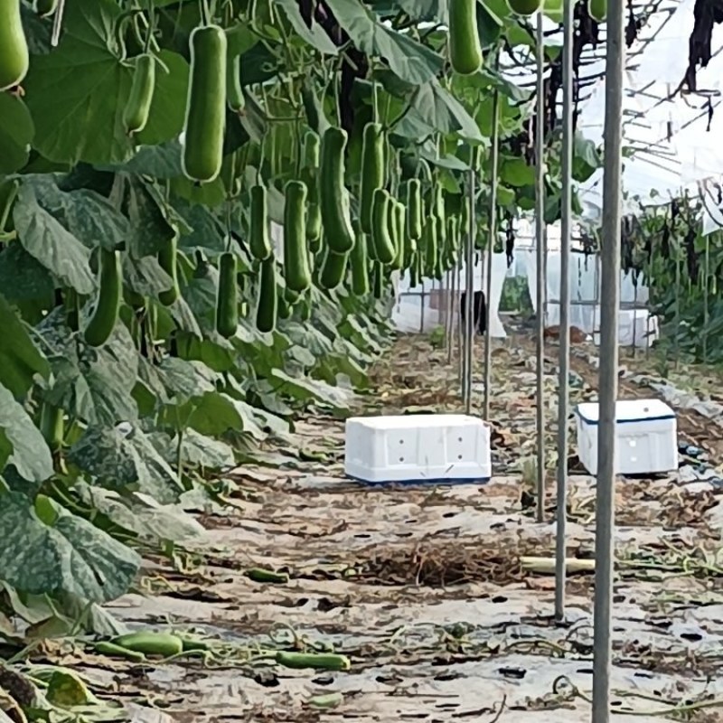 浙江嘉善8m*100米m蔬菜大棚整套转让，骨架完整