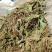 云南野生车前草10斤干货又叫蛤蟆草干货要多少可以直接下单