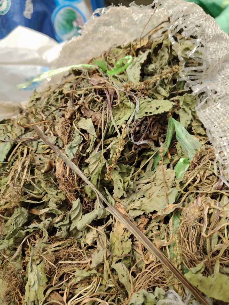 云南野生车前草10斤干货又叫蛤蟆草干货要多少可以直接下单