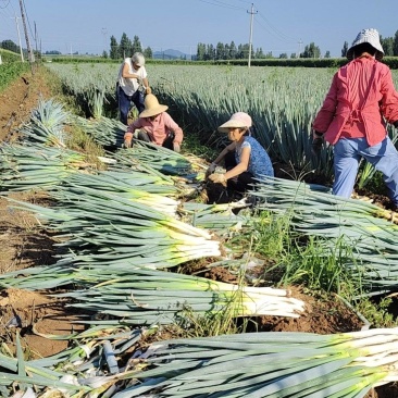自己种植有机铁杆大葱，100多亩价格相当便宜