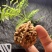 文玩核桃