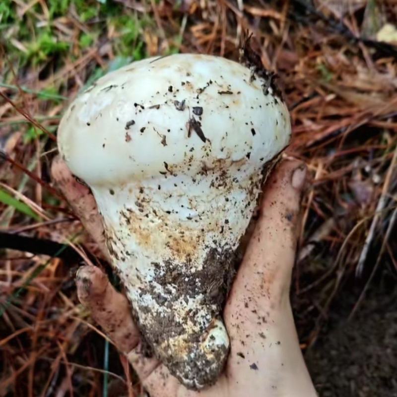 ***野生菌针对关爱老人，小孩，孕妇的健康食品