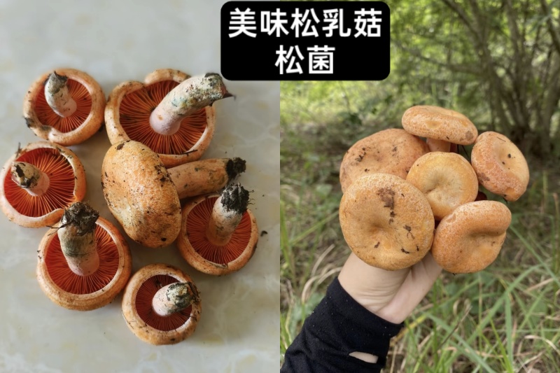 ***野生菌针对关爱老人，小孩，孕妇的健康食品