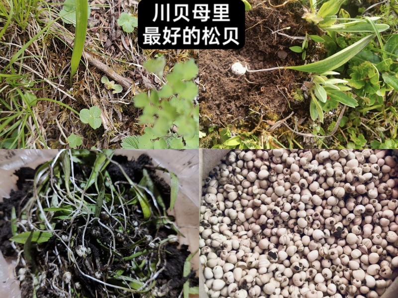 ***野生菌针对关爱老人，小孩，孕妇的健康食品