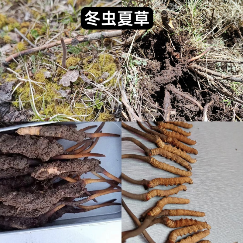 ***野生菌针对关爱老人，小孩，孕妇的健康食品
