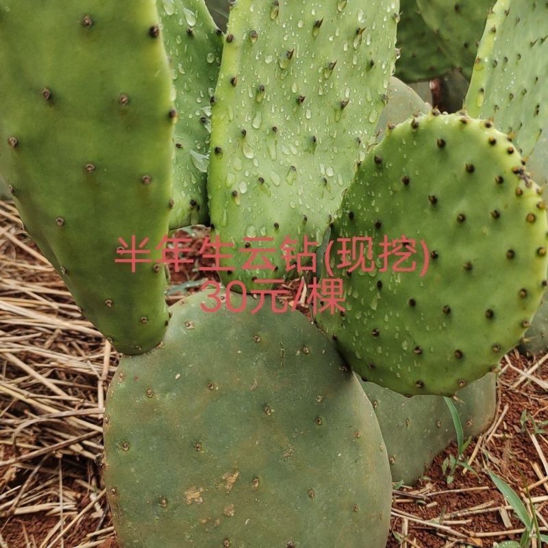 仙人掌带根苗9个月