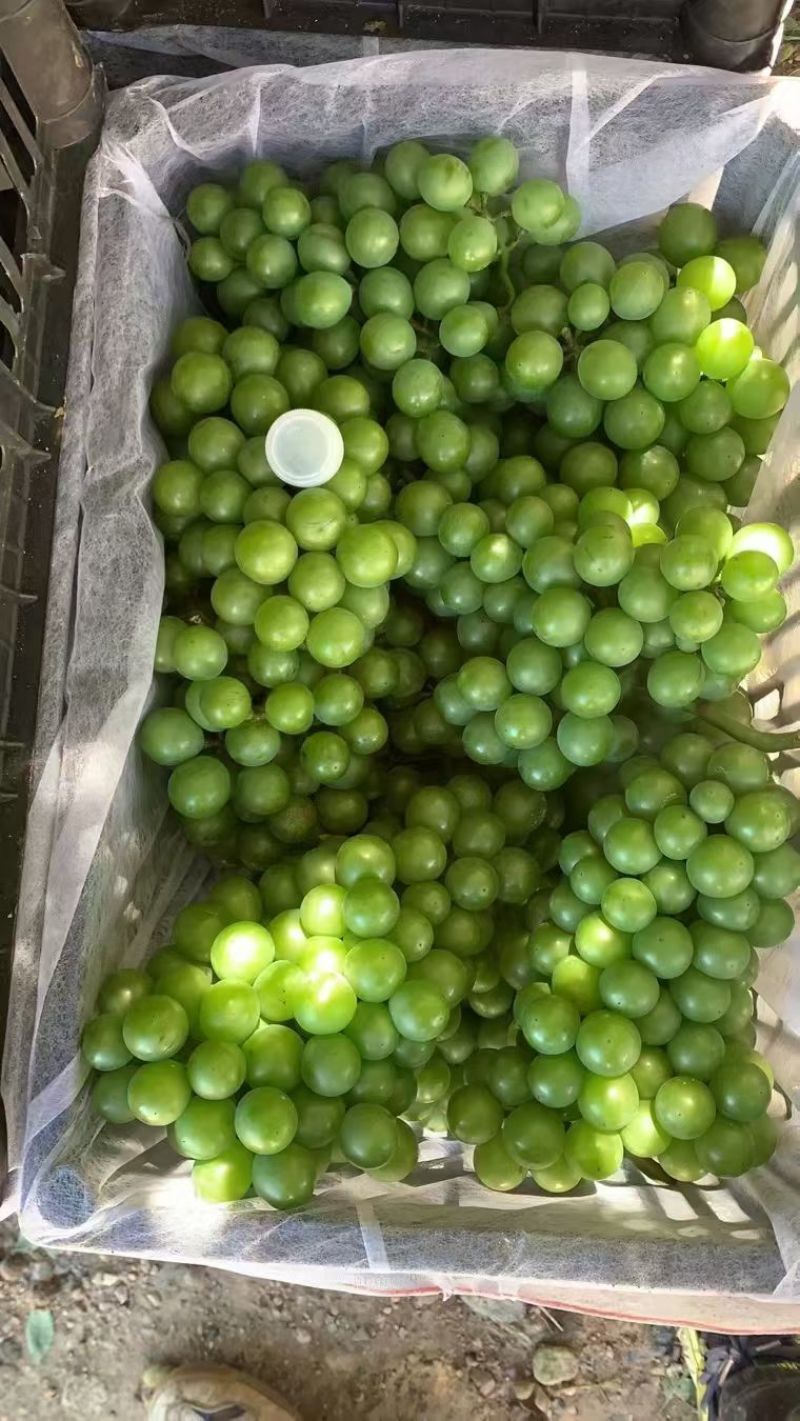 巨峰青葡萄，大量上市有需要的人可以联系，剥皮的，罐头厂专