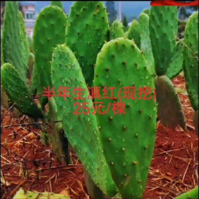 仙人掌带根苗9个月