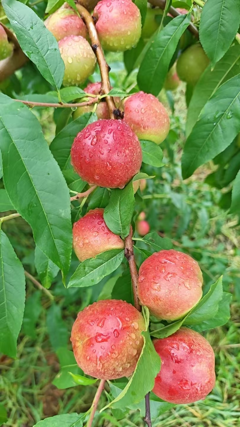 山东珍珠三号离核枣油桃货量大甜度高硬度好耐运输储存承接批