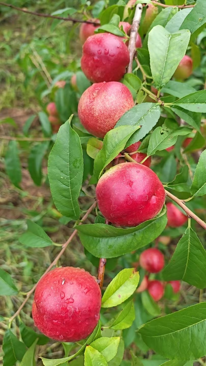 山东珍珠三号离核枣油桃货量大甜度高硬度好耐运输储存承接批