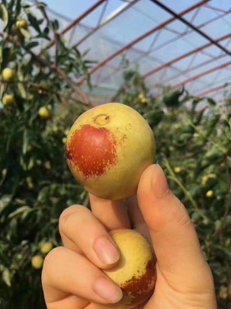 大荔冬枣有厂房有机器欢迎骚扰