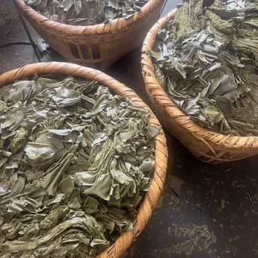 青枯/生枯