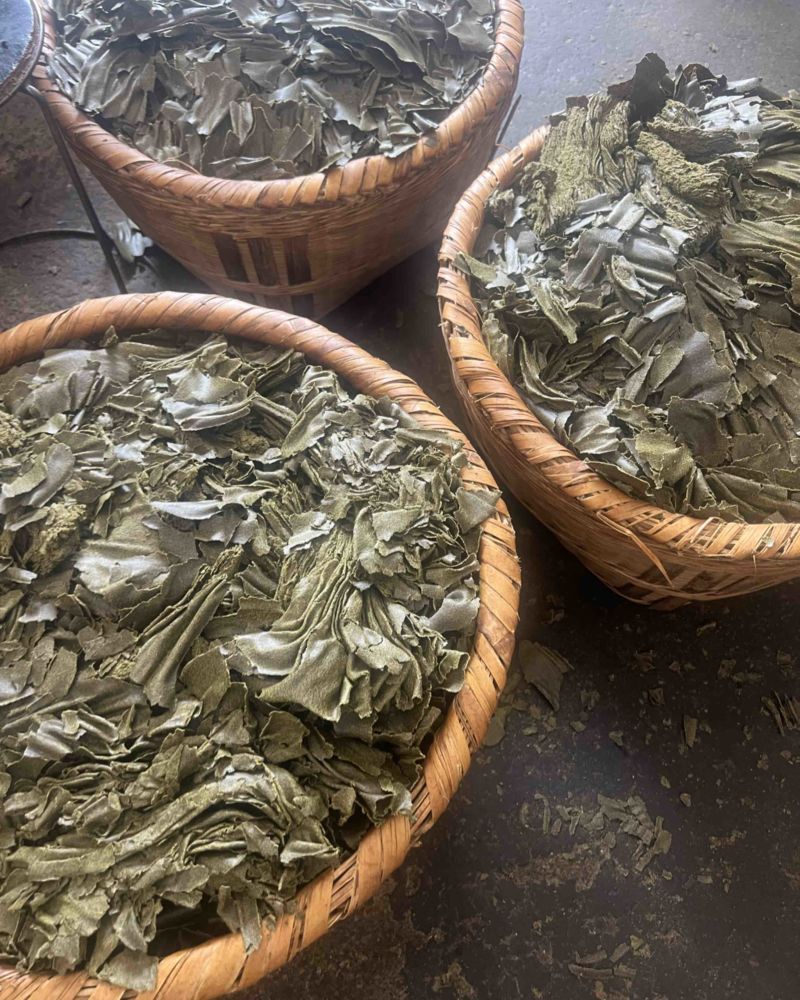 青枯/生枯