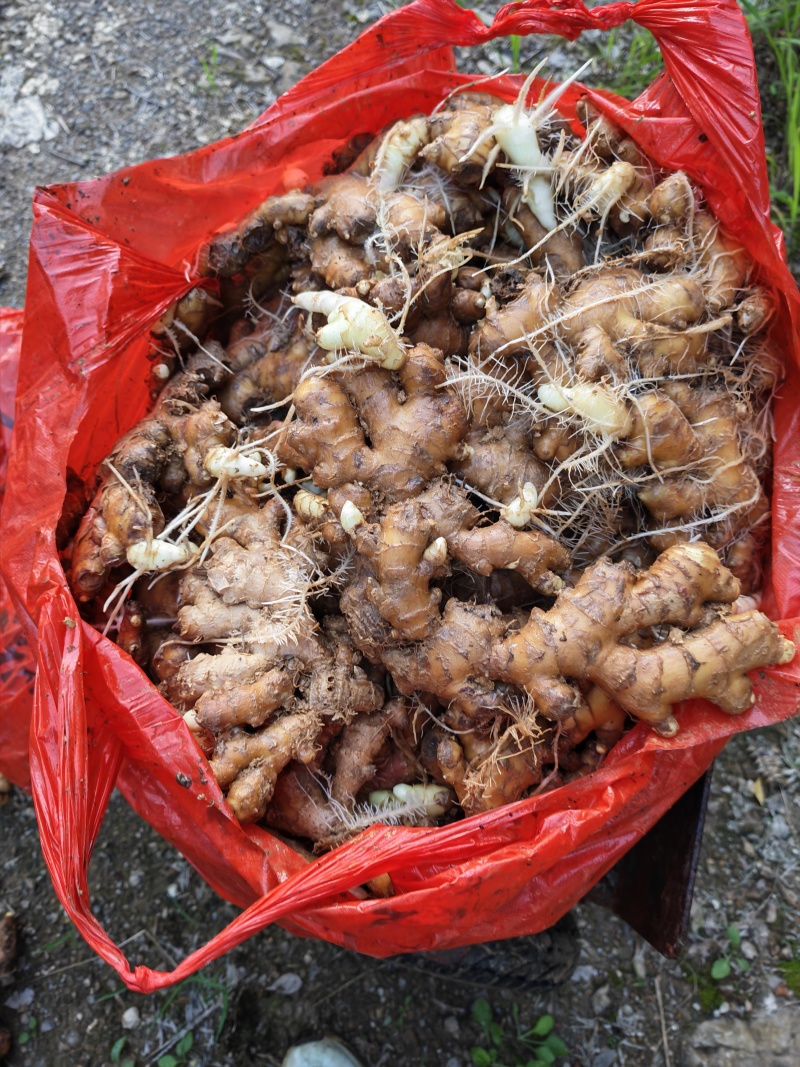 小黄姜