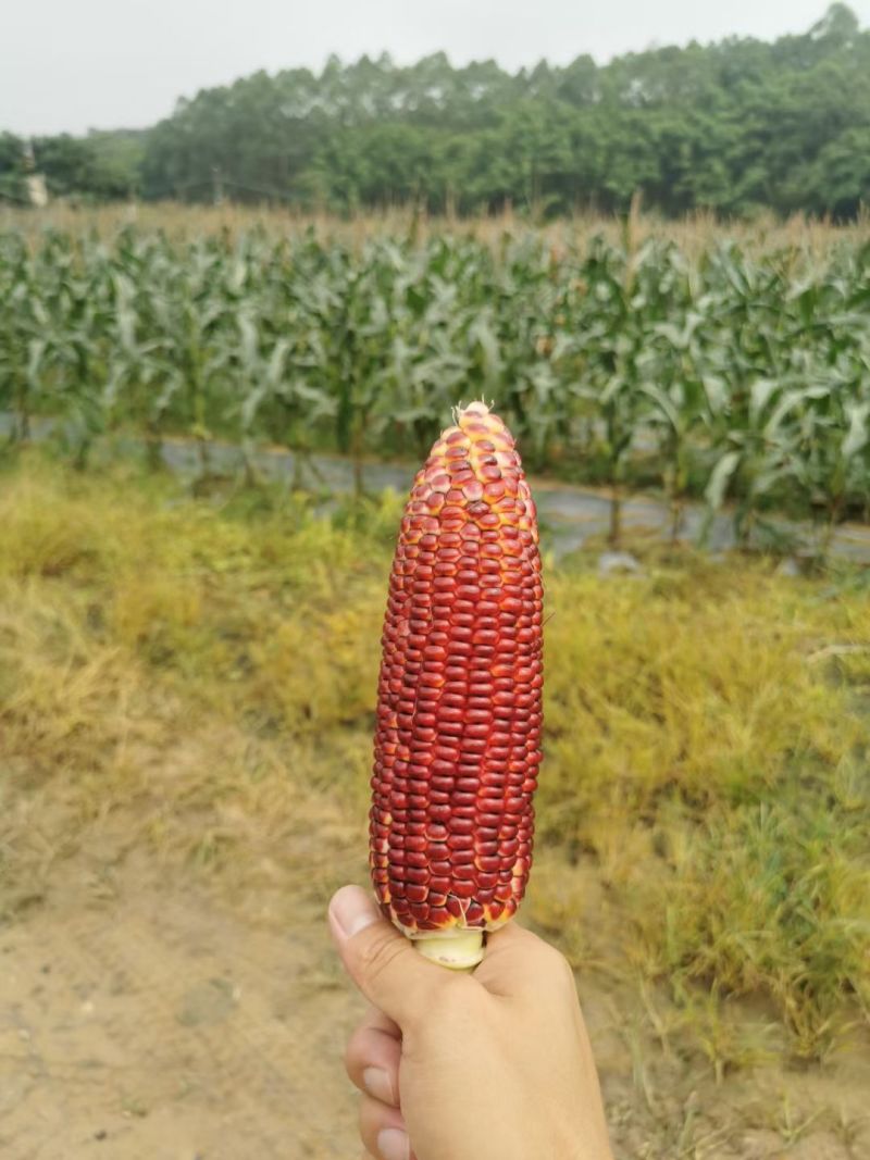 璎珞红#鲜食水果玉米，全年稳定供应，可全国发货