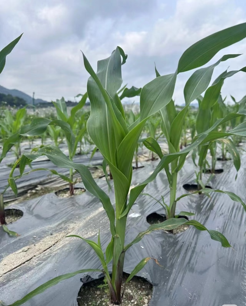 璎珞红#鲜食水果玉米，全年稳定供应，可全国发货