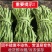 安徽涡阳正宗精品贡菜苔干农家直供自然晾晒***火锅凉拌串