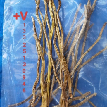 流苏石斛（三年到五年生）产地：泰国规格：干枝大量现货