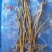 流苏石斛（三年到五年生）产地：泰国规格：干枝大量现货