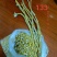 流苏石斛（三年到五年生）产地：泰国规格：干枝大量现货