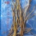 流苏石斛（三年到五年生）产地：泰国规格：干枝大量现货