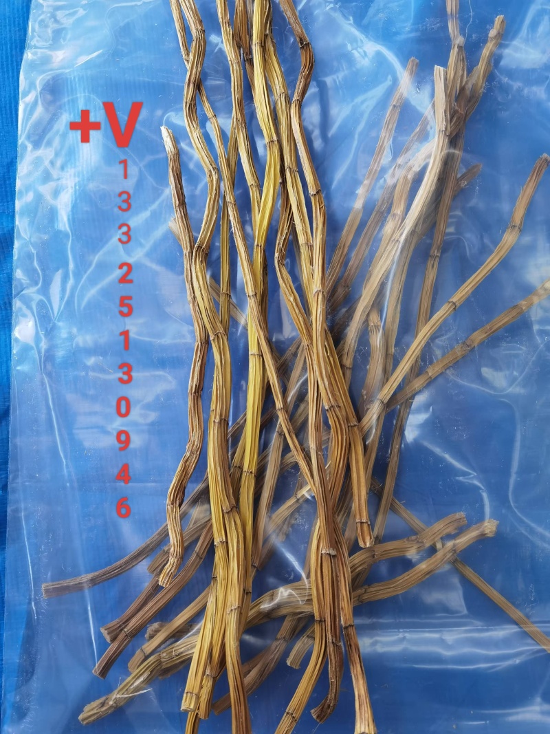流苏石斛（三年到五年生）产地：泰国规格：干枝大量现货