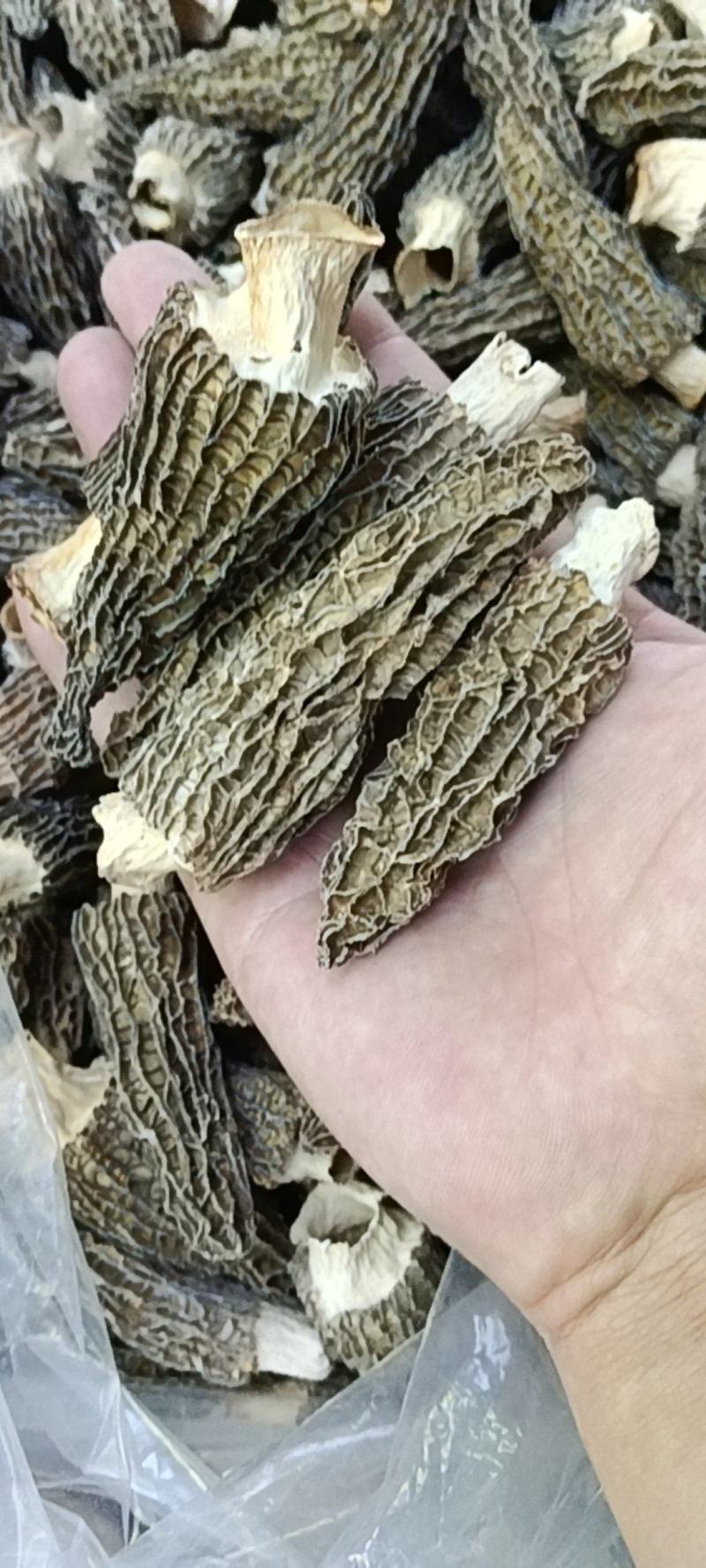 羊肚菌