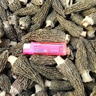 羊肚菌