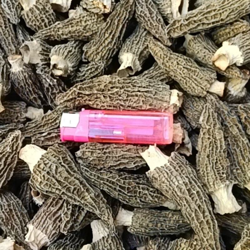 羊肚菌