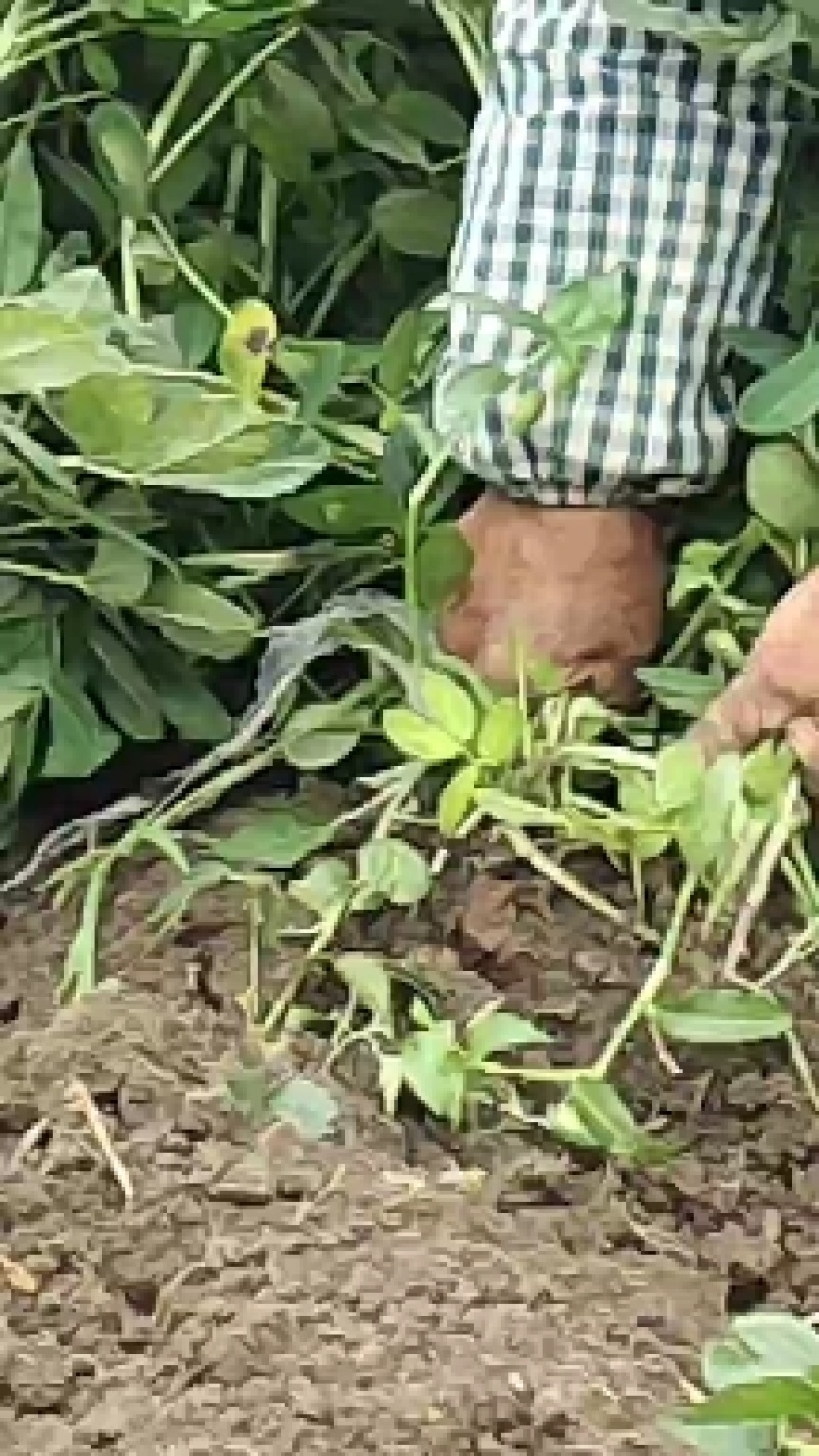 四粒红花生大白沙花生鲜花生