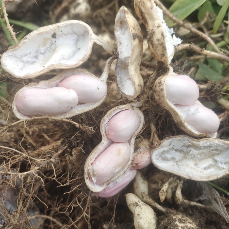 四粒红花生大白沙花生鲜花生
