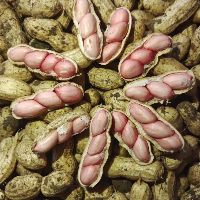 四粒红花生大白沙花生鲜花生