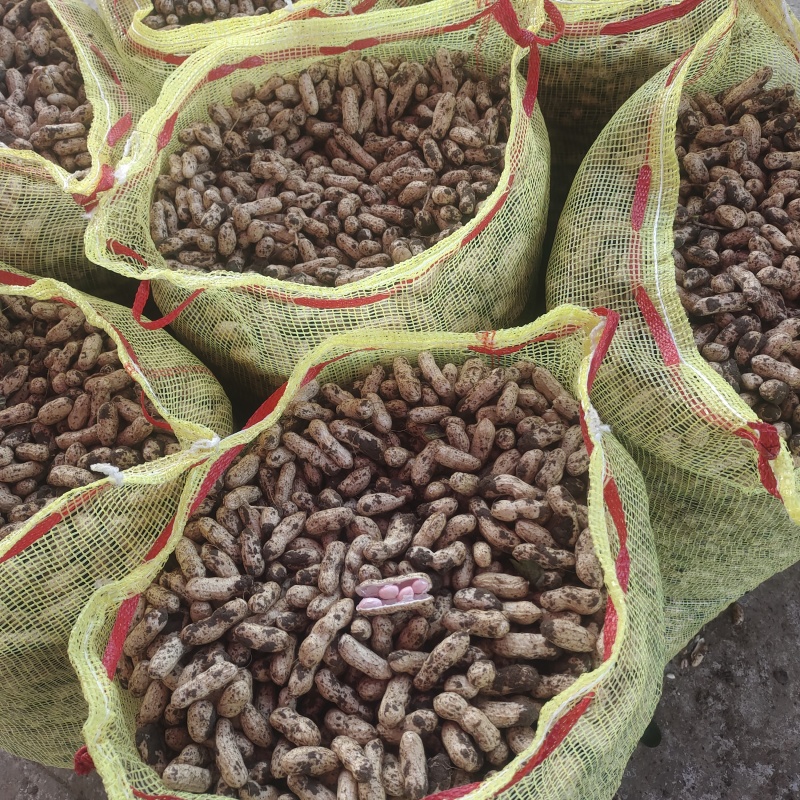 四粒红花生大白沙花生鲜花生