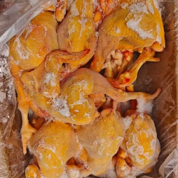 二级三黄鸡