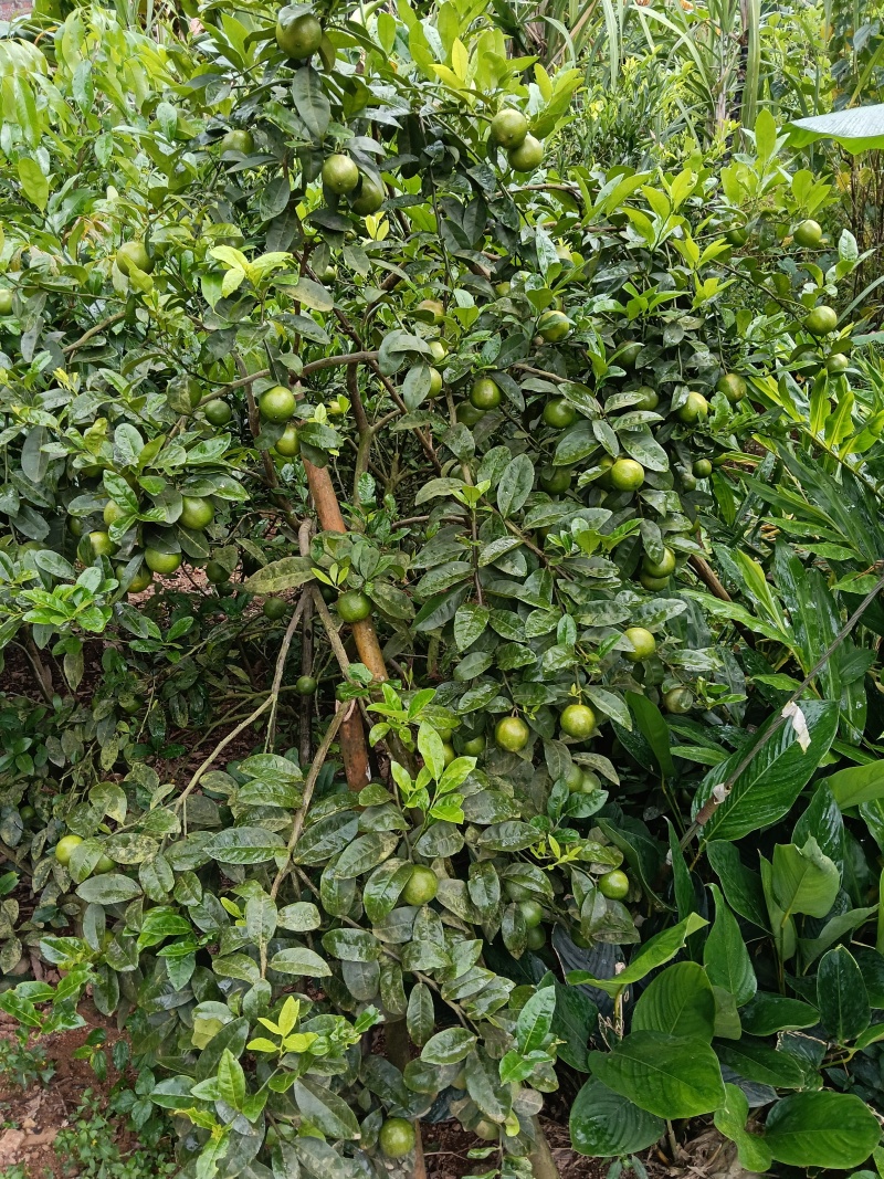 广西土柠檬，也叫做牛脚籽