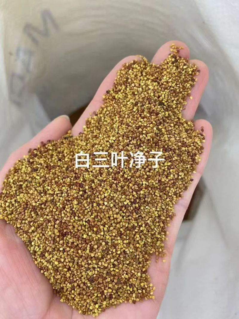 白三叶可以抑制杂草，生长迅速、覆盖能力强