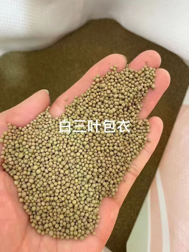 白三叶可以抑制杂草，生长迅速、覆盖能力强