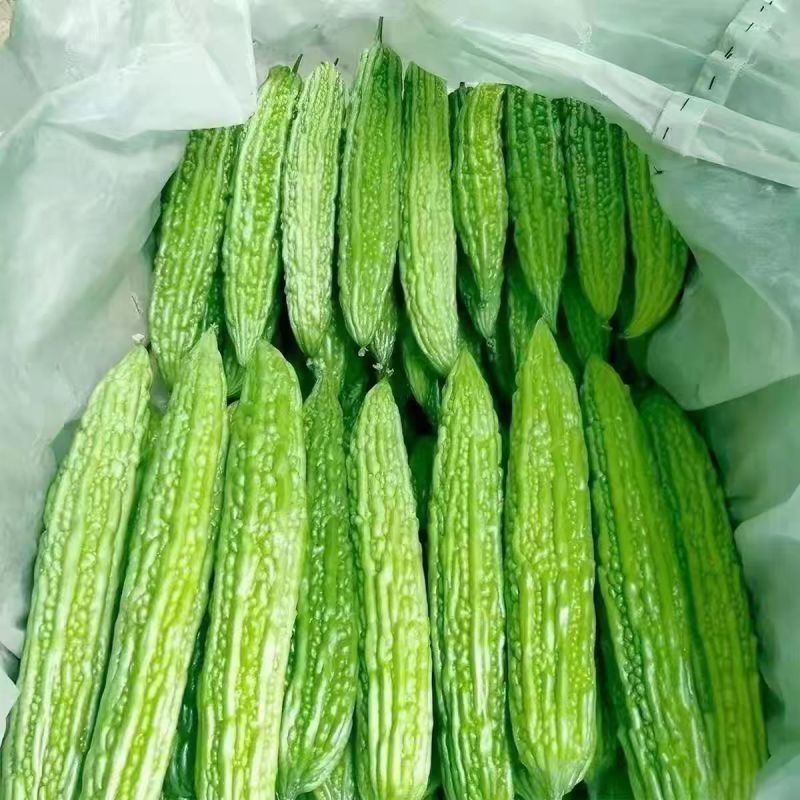 山东油绿苦瓜价格美丽质量好对接全国量大从优欢迎选购