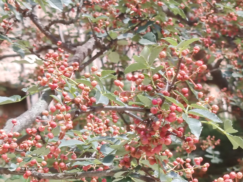 大红袍花椒