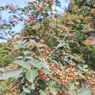 大红袍花椒