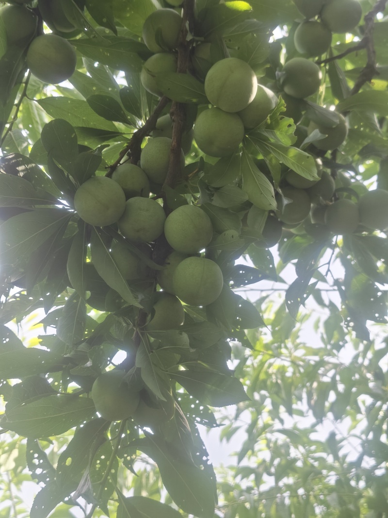 青脆李西施李