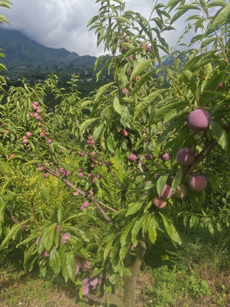 青脆李西施李