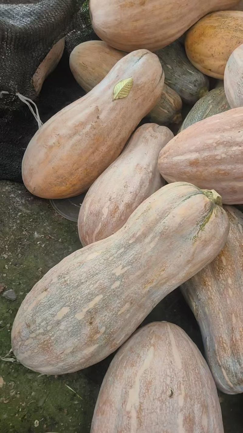 密本南瓜四川遂宁欢迎24小时来电，欢迎欢迎