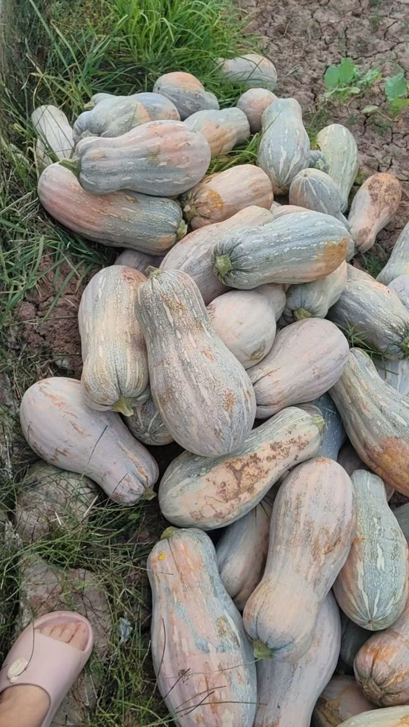 密本南瓜四川遂宁欢迎24小时来电，欢迎欢迎